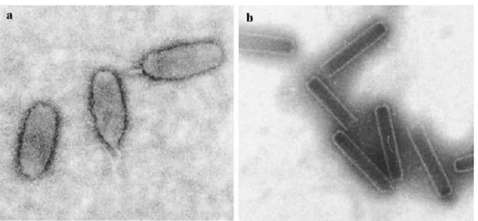 圖 1-4 WSSV virions  (a)及 WSSV nucleocapsid(b)之電顯圖  資料來源: Virology. 266:227-236, 2000. 