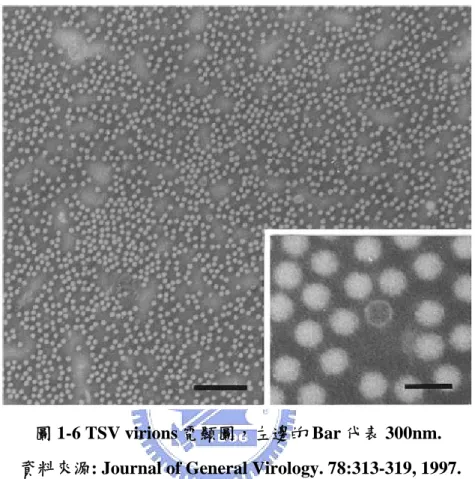 圖 1-6 TSV virions 電顯圖，左邊的 Bar 代表 300nm.   資料來源: Journal of General Virology. 78:313-319, 1997