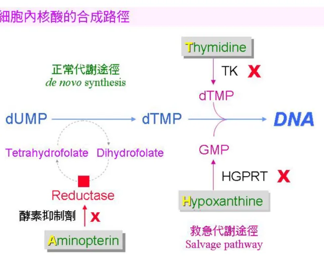 圖 2-1 細胞內核酸的合成路徑    核酸的正常代謝途徑若被 aminopterin 阻礙，可由  救急途徑 (salvage pathway) 取用 thymidine (T) 及 hypoxanthine (H) 來合成 DNA。 但 FO cell 缺乏 TK 及 HGPRT 兩種酵素，因此在 aminopterin (A) 存在下 FO cell  無法生長；正常細胞 (如 B 細胞) 則可經救急途徑繼續生長。HAT 培養基含  aminopterin, thymidine 及 hypoxanth