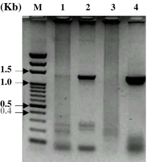 圖 3-1-3 HPV PCR 產物(Kb) M        1         2         3        4 