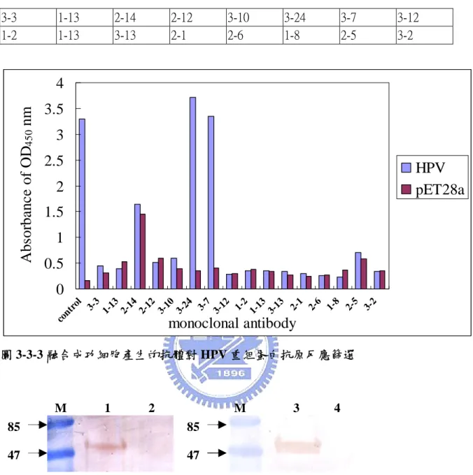 表 3.1 HPV 重組蛋白 monoclonal antibodies  3-3  1-13  2-14  2-12  3-10  3-24  3-7  3-12  1-2  1-13  3-13  2-1  2-6  1-8  2-5  3-2  00.511.522.533.54 co nt ro l 3- 3 1- 13 2- 14 2- 12 3- 10 3- 24 3- 7 3- 12 1- 2 1- 13 3- 13 2- 1 2- 6 1- 8 2- 5 3- 2 monoclonal an