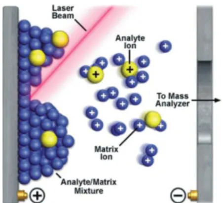 Figure 1.1 The process of desorption/ionization in MALDI. Figure reproduced from reference 3.