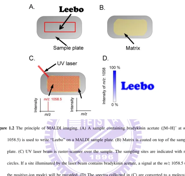 Figure  1.2  The  principle  of  MALDI  imaging.  (A)  A  sample  containing  bradykinin  acetate  ([M+H] +   at  m/z  1058.5) is used to write ―Leebo‖ on a MALDI sample plate