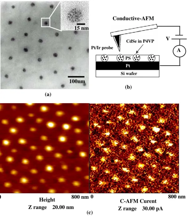 Figure 2-1: (a) TEM image of a thin film of 48% (CdSe/P4VP)-b-PS obtained without  staining