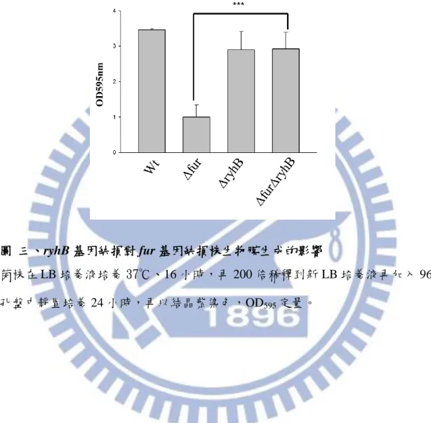 圖  三、ryhB 基因缺損對 fur 基因缺損株生物膜生成的影響 