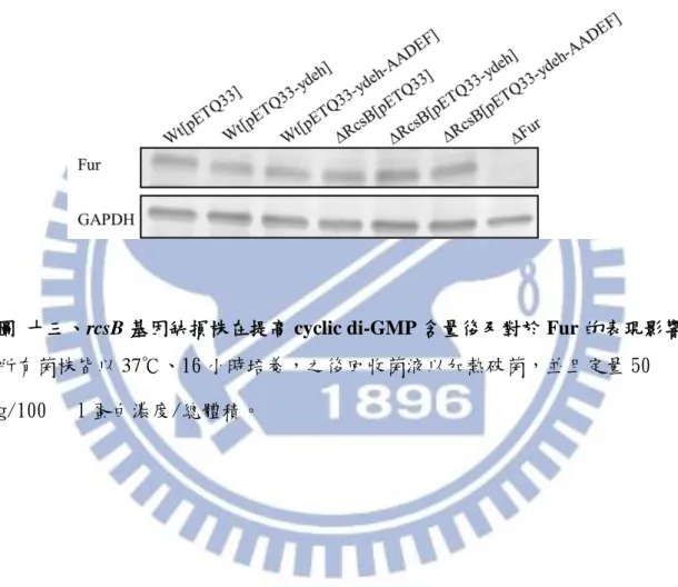 圖  十三、rcsB 基因缺損株在提高 cyclic di-GMP 含量後及對於 Fur 的表現影響  所有菌株皆以 37℃、16 小時培養，之後回收菌液以加熱破菌，並且定量 50 g/100 l 蛋白濃度/總體積。 