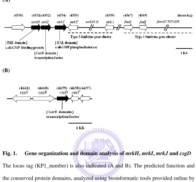 Fig. 1.  Gene organization and domain analysis of mrkH, mrkI, mrkJ and csgD  The locus tag (KP1_number) is also indicated (A and B)