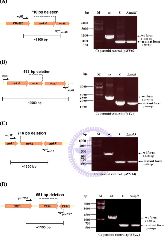 Fig. 5.  Schematic depiction of the deletion-construct on the left panel and PCR    analysis of the deletion mutants on the right panel 