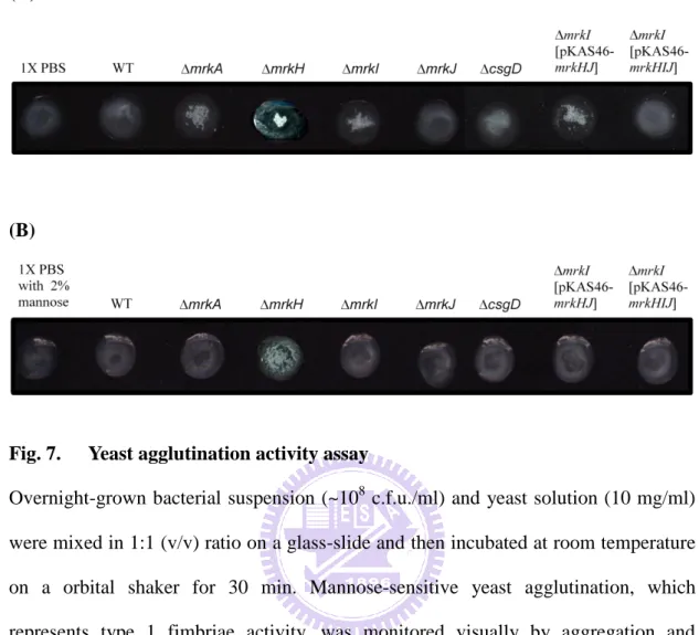 Fig. 7.  Yeast agglutination activity assay 