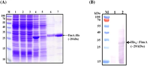 Fig. 9.  SDS-PAGE analysis of the expression of the recombinant FimA in E.    coli Novablue (DE3) and purity of the protein 