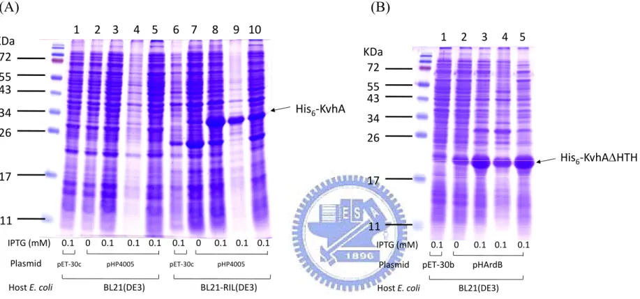 Figure 3. Overexpression of His 6 -KvhA and His 6 -KvhAΔHTH proteins. (A) pHP4005 carrying kvhA coding sequence  was transformed into E