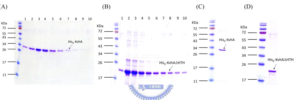 Figure 4. Purification of His 6 -KvhA and His 6 -KvhAΔHTH proteins. Soluble fractions of the total cell lysates  respectively containing His 6 -KvhA (A) and His 6 -KvhAΔHTH (B) were subjected to His 6 -Bind Resin column for  purification