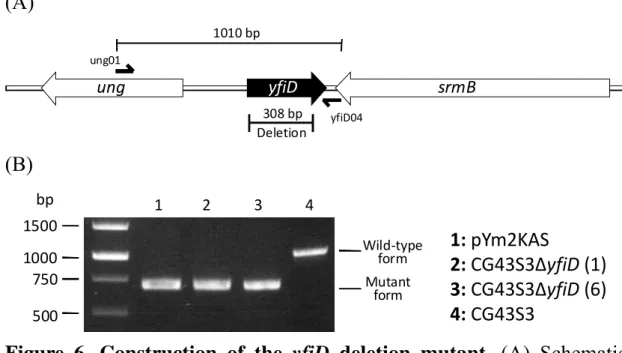 Figure 6. Construction of the yfiD  deletion mutant. (A) Schematic  representation of yfiD and the flanking genes