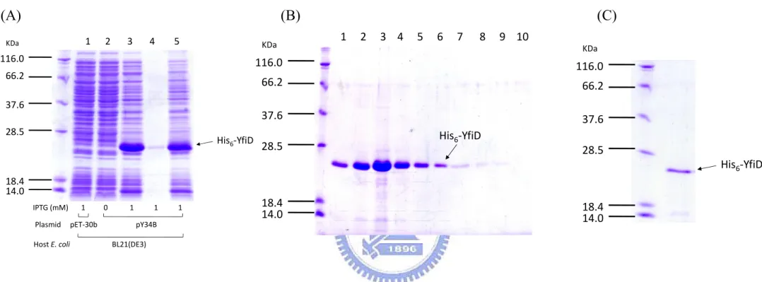 Figure 7. Expression and purification of His 6 -YfiD protein. (A) The coding sequence of yfiD gene was cloned into pET-30b and the  resulting plasmid pY34B transformed into E