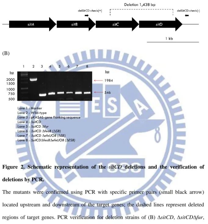 Figure  2.  Schematic  representation  of  the  sitCD  deletions  and  the  verification  of  deletions by PCR