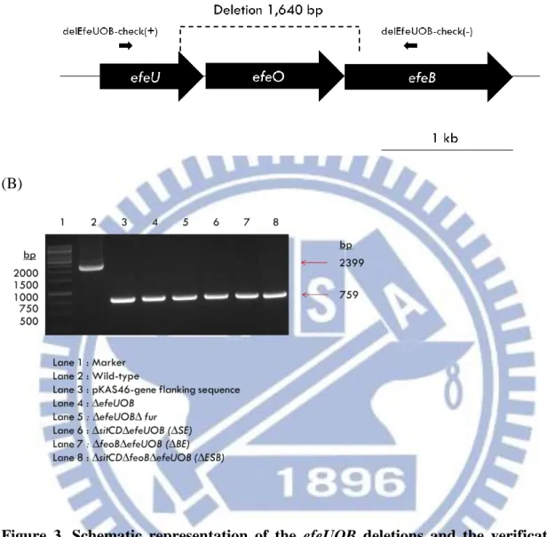 Figure  3.  Schematic  representation  of  the  efeUOB  deletions  and  the  verification  of  deletions by PCR