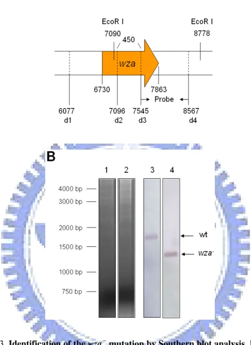 Fig. 3. Identification of the wza －  mutation by Southern blot analysis. Panel A is  diagram of mutant construction