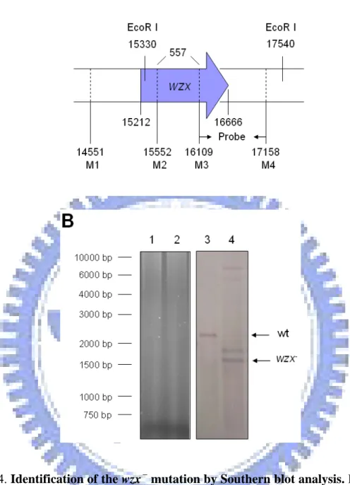 Fig. 4. Identification of the wzx －  mutation by Southern blot analysis. Panel A is  diagram of mutant construction