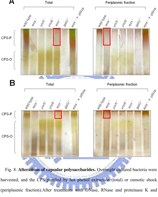 Fig. 8. Alterations of capsular polysaccharides. Overnight cultured bacteria were  harvested, and the CPS purified by hot phenol extraction (total) or osmotic shock  (periplasmic fraction).After treatments with DNase, RNase and proteinase K and  dialysis a