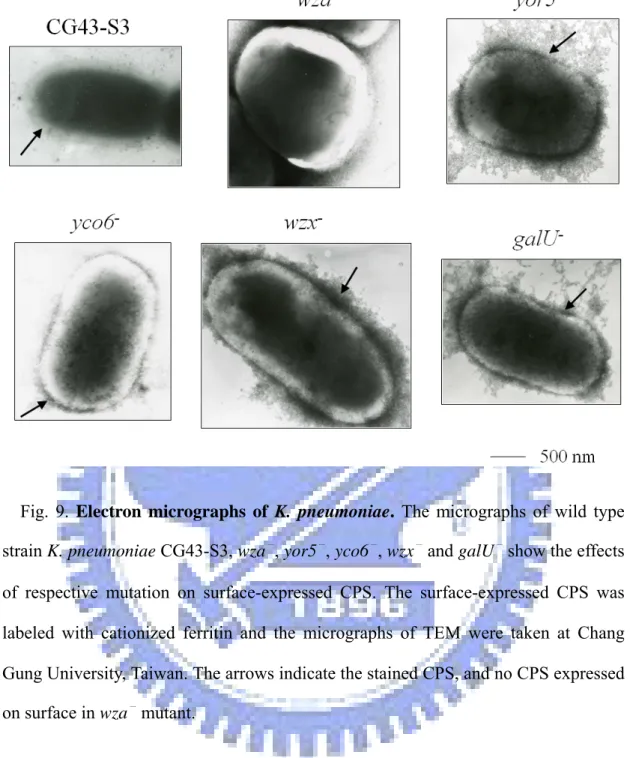Fig. 9. Electron micrographs of K. pneumoniae. The micrographs of wild type  strain K