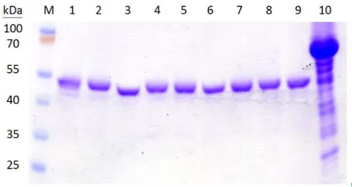 Fig. 4. In vivo phosphorylation of Ugd and the derived mutants. In  vivo phosphorylation was performed in the presence of endogenously  E.coli Wzc