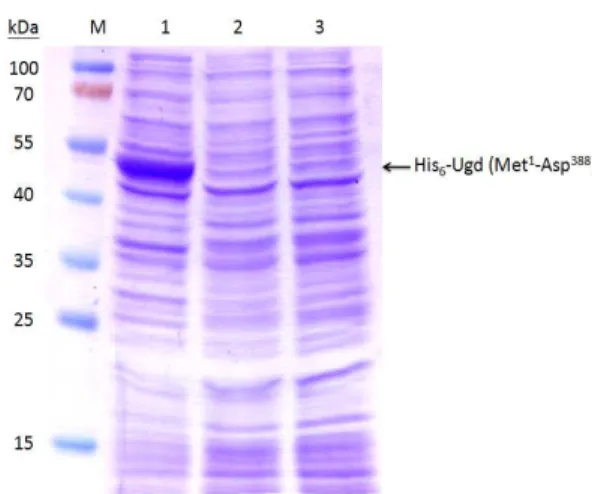 Fig. 11. Expression of pET-30b-Ugd in E. coli and K. pneumoniae.  Total proteins isolated from the E