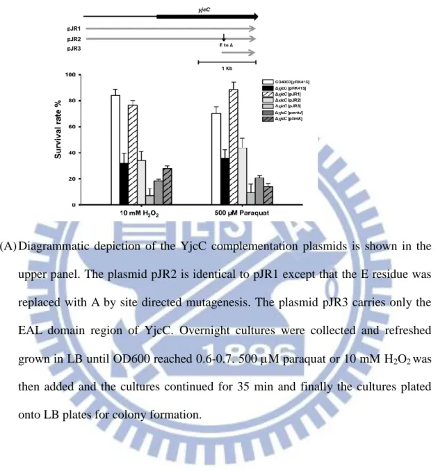 Fig. 2.2. Analysis of the deletion effects of yjcC upon exposure to oxidative stress.  (A) 