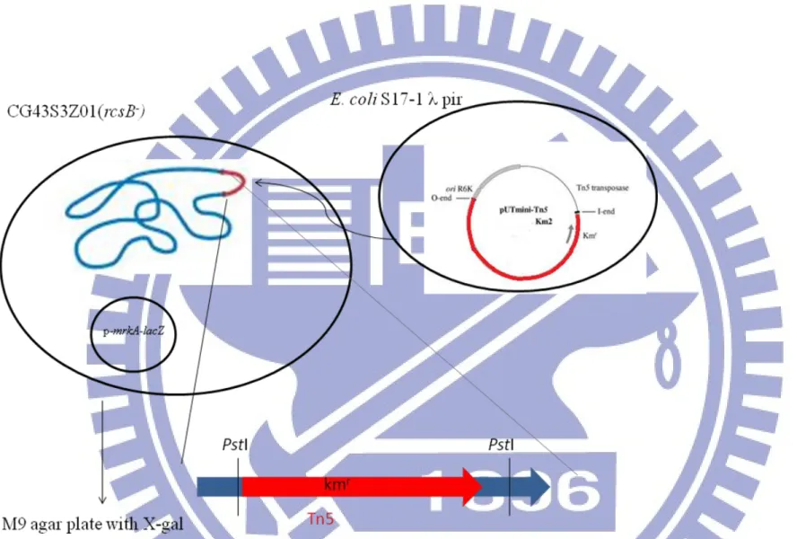 Fig. 3. Schematic presentation of the transposon mutagenesis. The plasmid pUTmini-Tn5Km2 was mobilized from E
