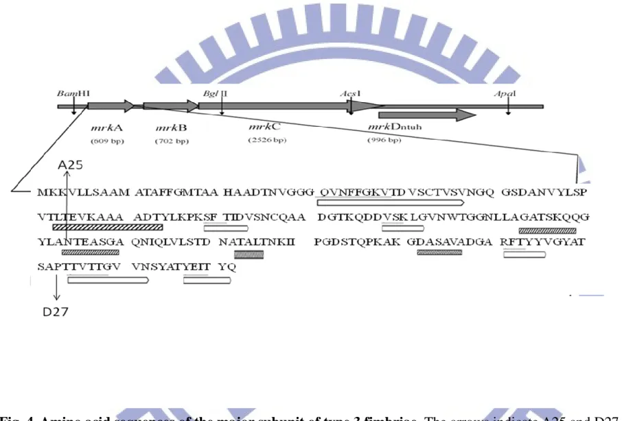 Fig. 4. Amino acid sequences of the major subunit of type 3 fimbriae. The arrows indicate A25 and D27 are the foreign  amino acids insertion sites