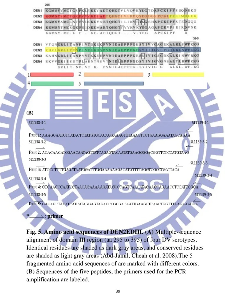 Fig. 5. Amino acid sequences of DEN2EDIII. (A) Multiple-sequence  alignment of domain III region (aa 295 to 395) of four DV serotypes