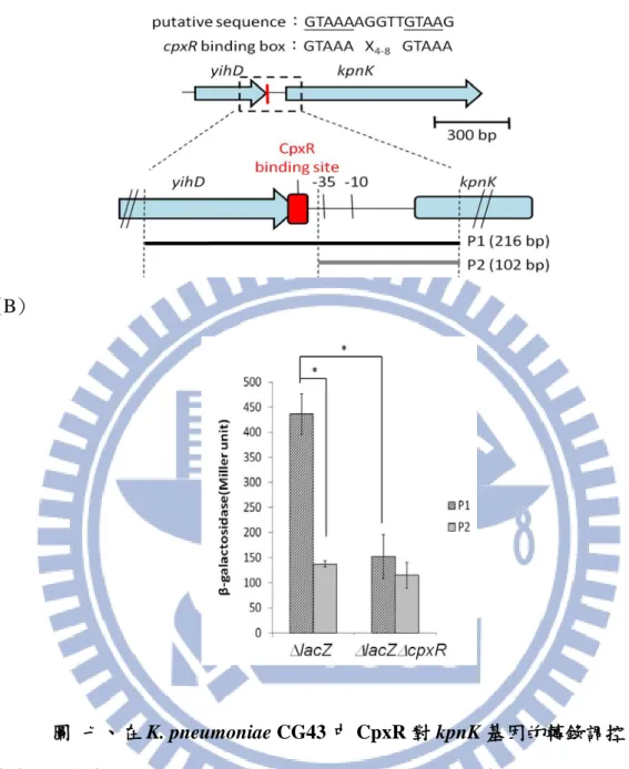 圖  七、在 K. pneumoniae CG43 中 CpxR 對 kpnK 基因的轉錄調控  (A)標示為序列 GTAAAAGGTTGTAAG 的位置，發現此序列和 CpxR  的鍵結序 列 GTAAAX 4-8 GTAAA 有高度相似性，分別建構包含及不包含 CpxR binding box 的 P1 和 P2，並以 placZ 載體承接片段，以測定啟動子活性。(B)將 P1-lacZ 及 P2-lacZ 送入∆lacZ 及∆lacZ∆CpxR 菌株中，將 37°C 培養 16 小時後的菌液，以 40