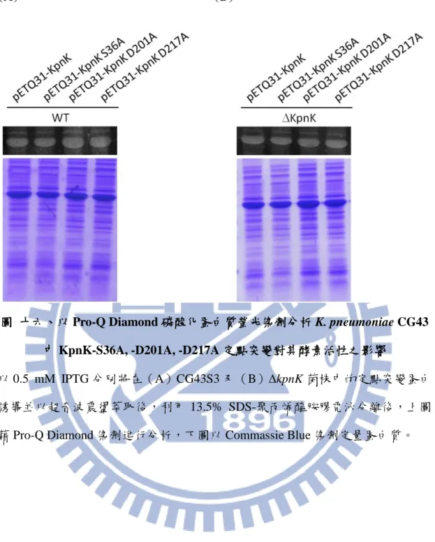 圖  十六、以 Pro-Q Diamond 磷酸化蛋白質螢光染劑分析 K. pneumoniae CG43 中 KpnK-S36A, -D201A, -D217A 定點突變對其酵素活性之影響 