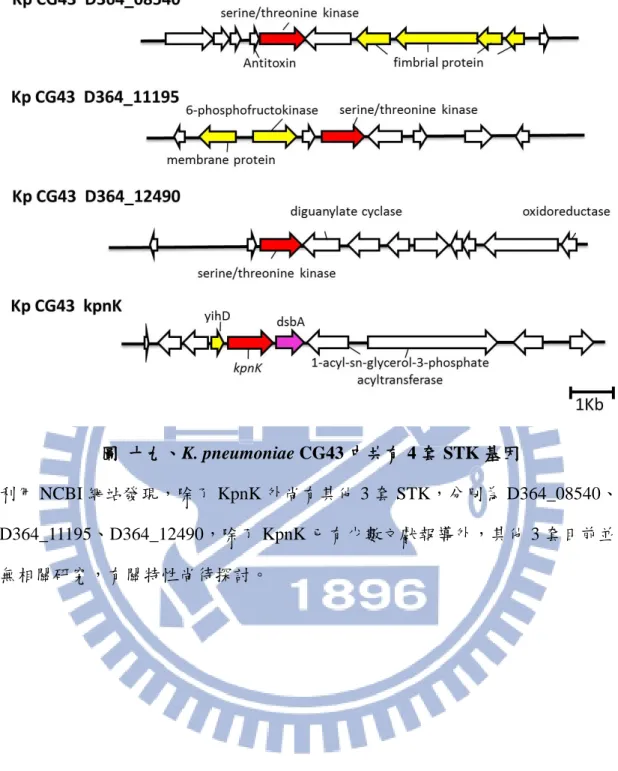 圖  十九、K. pneumoniae CG43 中共有 4 套 STK 基因 