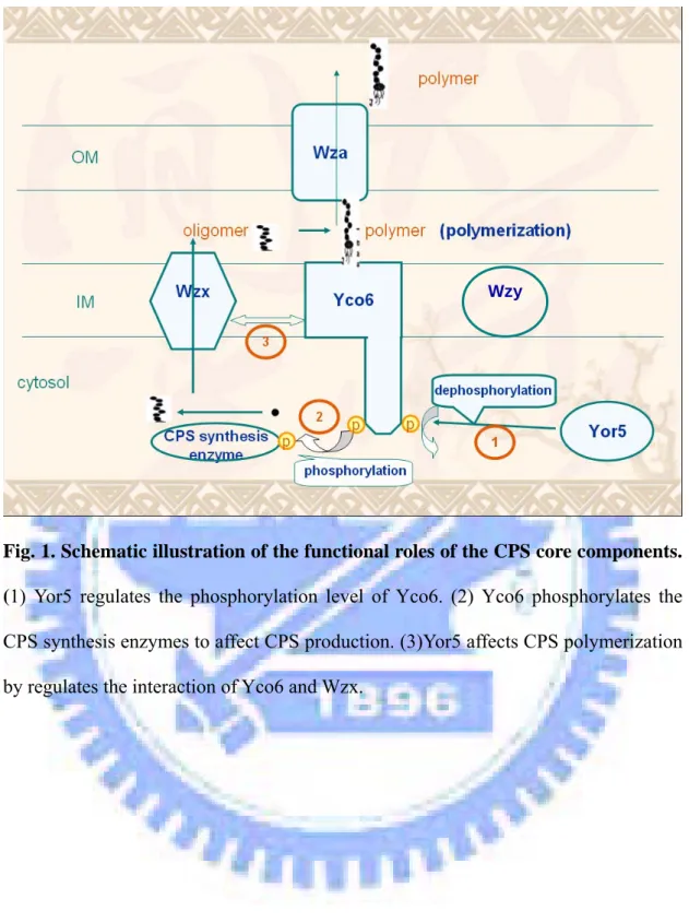Fig. 1. Schematic illustration of the functional roles of the CPS core components.  (1) Yor5 regulates the phosphorylation level of Yco6