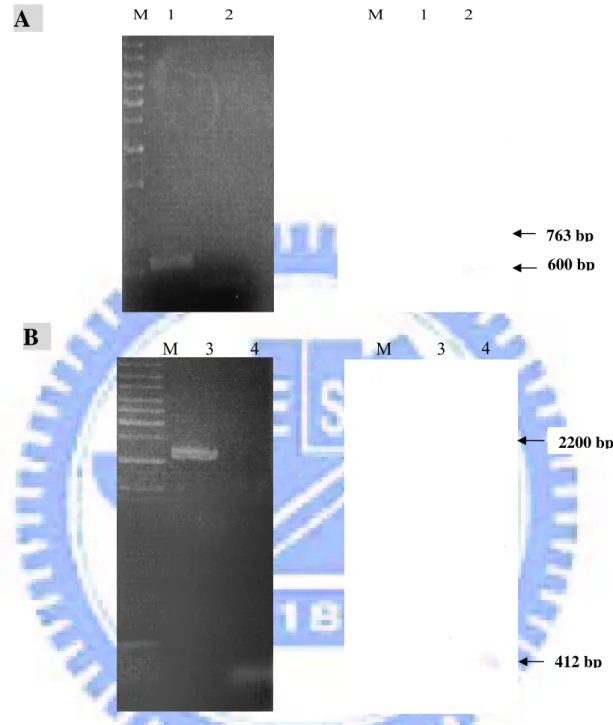 Fig. 3. Identification of yor5 (A) and yco6 (B) mutation by Southern blot analysis.  The arrows represent the PCR products