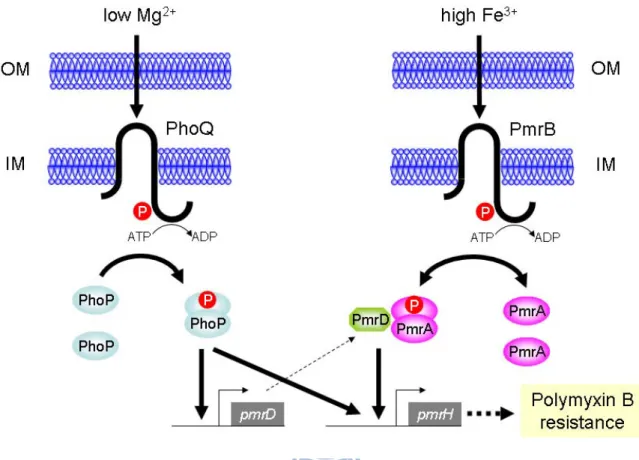 Fig. 2.8. A model illustrating the regulation of polymyxin B resistance in K. pneumoniae  by PhoP/PhoQ, PmrD and PmrA/PmrB 