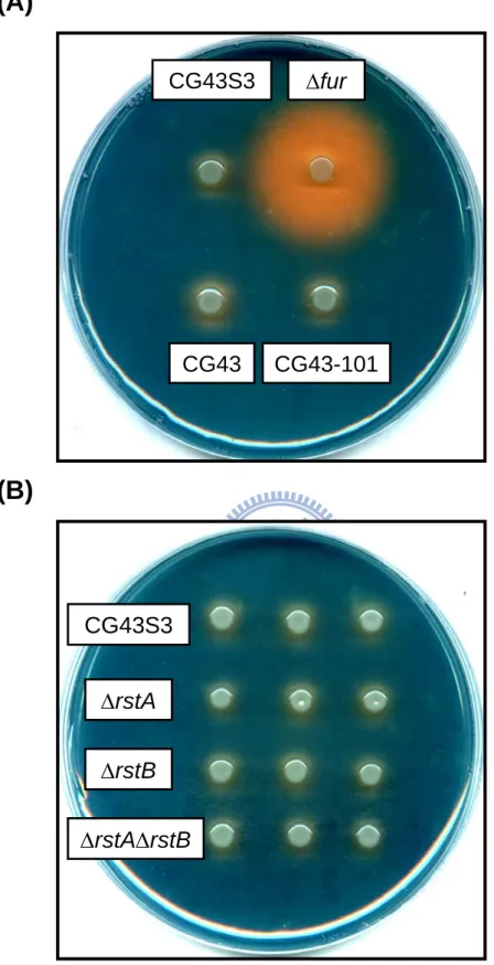 Fig. 3.5. Siderophore production of K. pneumoniae strains on CAS agar plates 