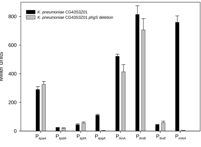Figure 2. Measurements of the fimbriae in K. pneumoniae CG43S3Z01 and  CG43S3Z01phgS - 