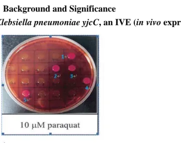 Fig. 1. Phenotypes of IVE clones on MacConkey-galactose agar containing 10 μM  paraquat (1)