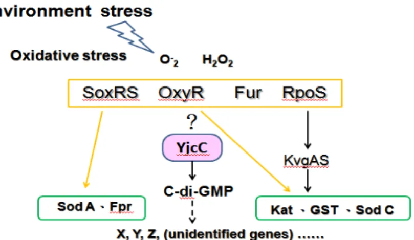 Fig. 5. A proposed study for the functional role of YjcC in K. pneumoniae CG43. 
