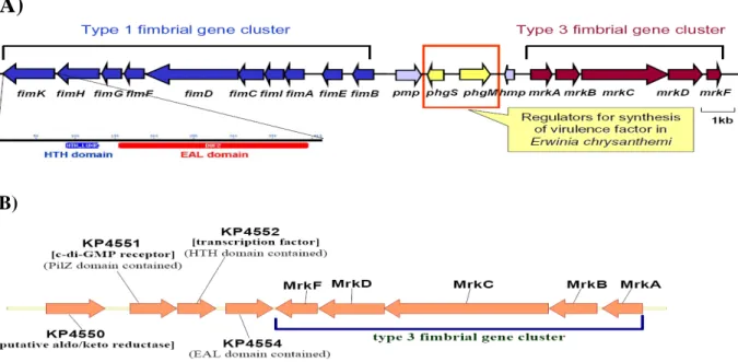 Fig. 1. (A) Gene organization of the type 1 and 3 fimbriae and (B) the downstream genes of type  3 fimbrial operon in K