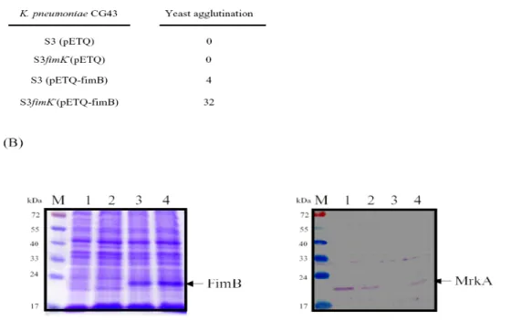 Fig. 3. Deletion effect of fimK on the expression of type 1 fimbriae (A) and type 3 fimbriae (B)