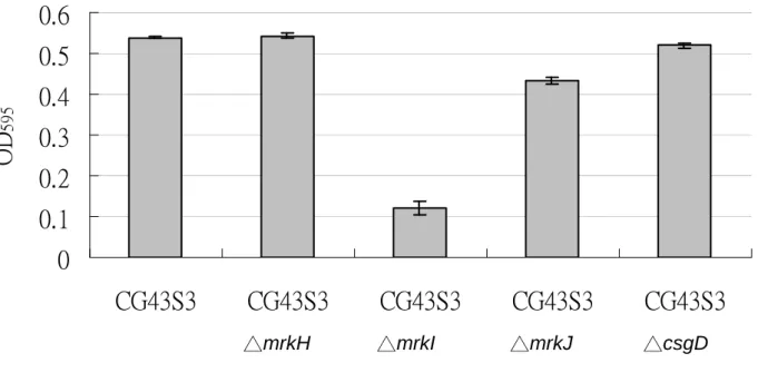 Fig. 5. (A) Western blotting analysis for the expression of type 3 fimbriae using anti-MrkA  antibody