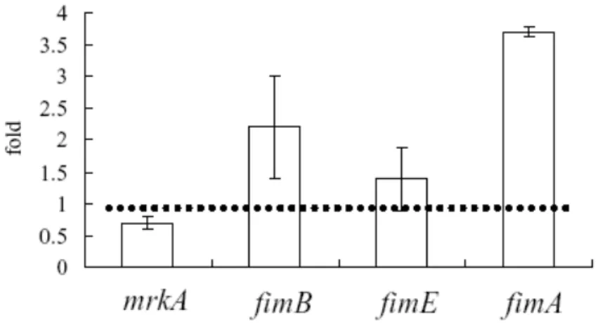 Fig. 6. Q-PCR analysis of the expression of mrkA, fimB, fimE, and fimA in CG43S3 and  CG43S3rcsB - 