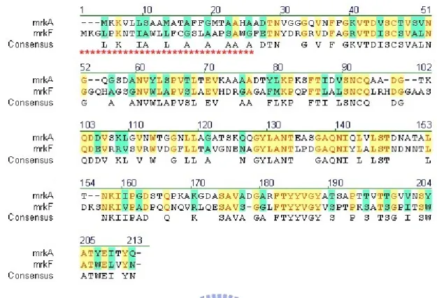 Fig. 2. Amino acid sequence alignment of MrkA and MrkF. Alignment of MrkF  amino acid sequence with MrkA showed MrkF has a conserved pilin domain as MrkA