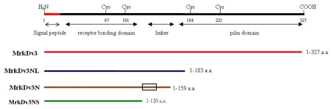 Fig. 3.  Physical map of the recombinant proteins prepared in this study. The  N-terminal receptor binding domain of MrkDv3 is responsible for binding activity and  C-terminal pilin domain is responsible for assembly