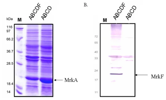 Fig. 6. Western blotting analysis of the recombinant E. coli displaying type 3  fimbriae