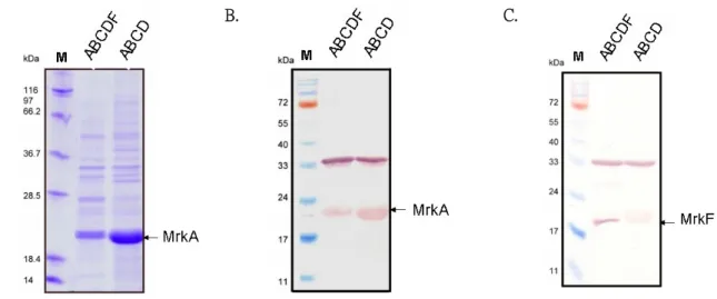 Fig. 7. Western blotting analysis of the purified type 3 fimbriae. MrkF protein was  co-purified with, and strongly associated with type 3 fimbriae