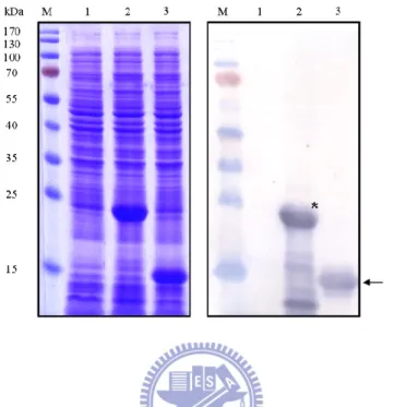 Fig. 3.2. Specificity of the KpcA antiserum. Proteins from total cell lysates of the  recombinant bacteria were resolved in 15% (w/v) SDS-polyacrylamide gel and  stained with Coomassie brilliant blue (left panel)