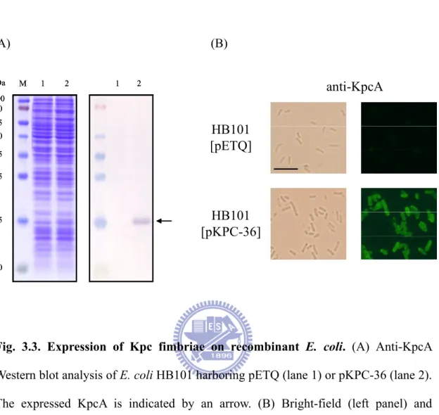 Fig. 3.3. Expression of Kpc fimbriae on recombinant E. coli.  (A) Anti-KpcA  Western blot analysis of E